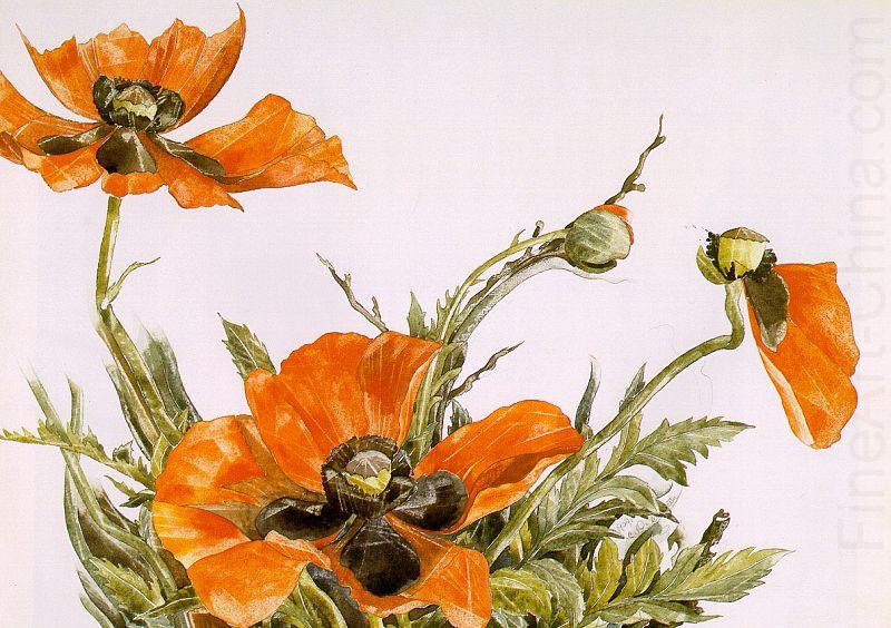 Poppies, Demuth, Charles